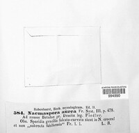 Diatrype stigma image